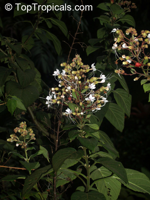 Clerodendrum sp., Clerodendron. Clerodendrum villosum (?)
