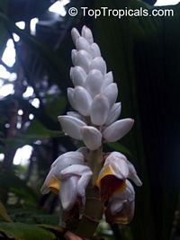 Alpinia malaccensis, Rathkihiriya

Click to see full-size image
