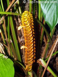 Calathea crotalifera, Rattlesnake Plant, Rattle Shaker, Rattlesnake Ginger, Yellow Rattleshaker

Click to see full-size image