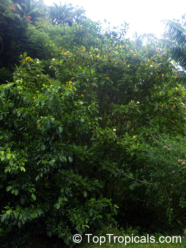Gardenia carinata, Gardenia coronaria, Golden Gardenia, Malaysian Tree Gardenia