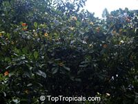 Gardenia carinata, Gardenia coronaria, Golden Gardenia, Malaysian Tree Gardenia

Click to see full-size image