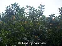 Gardenia carinata, Gardenia coronaria, Golden Gardenia, Malaysian Tree Gardenia

Click to see full-size image