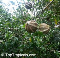 Gardenia volkensii, Transvaal Gardenia, Bushveld Gardenia

Click to see full-size image