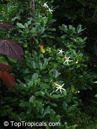 Gardenia volkensii, Transvaal Gardenia, Bushveld Gardenia

Click to see full-size image