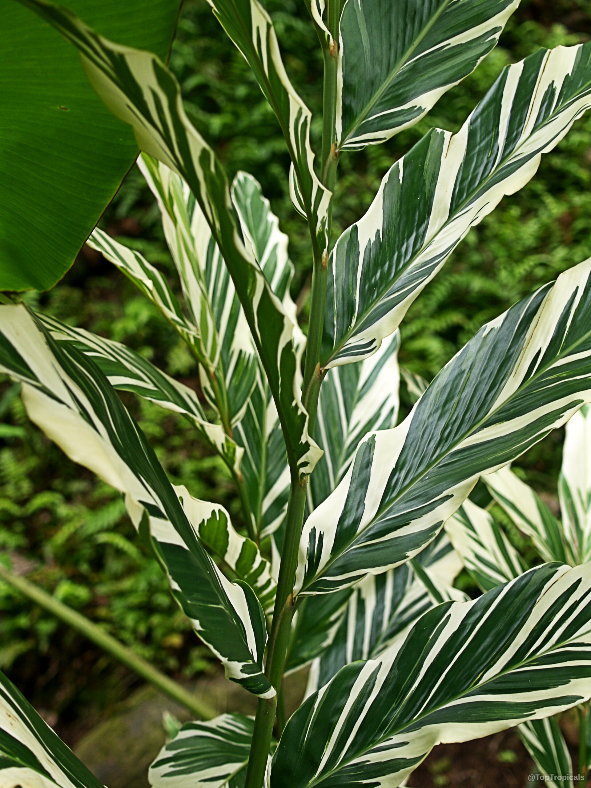 Alpinia vittata (Striped Narrow Leaf Ginger) displays long foliage with distinct green and white stripes. Alpinia vittata (Striped Narrow Leaf Ginger) green and white leaves on a tropical plant
