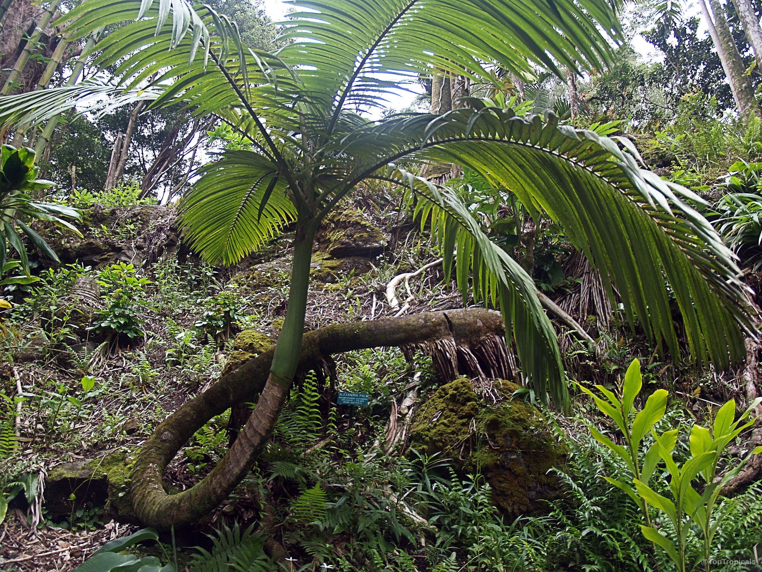 Archontophoenix alexandrae (King Palm) stem curves gracefully with many long green palm leaves stretching outward Archontophoenix alexandrae (King Palm) long green arching fronds on a tall curvy plant stem