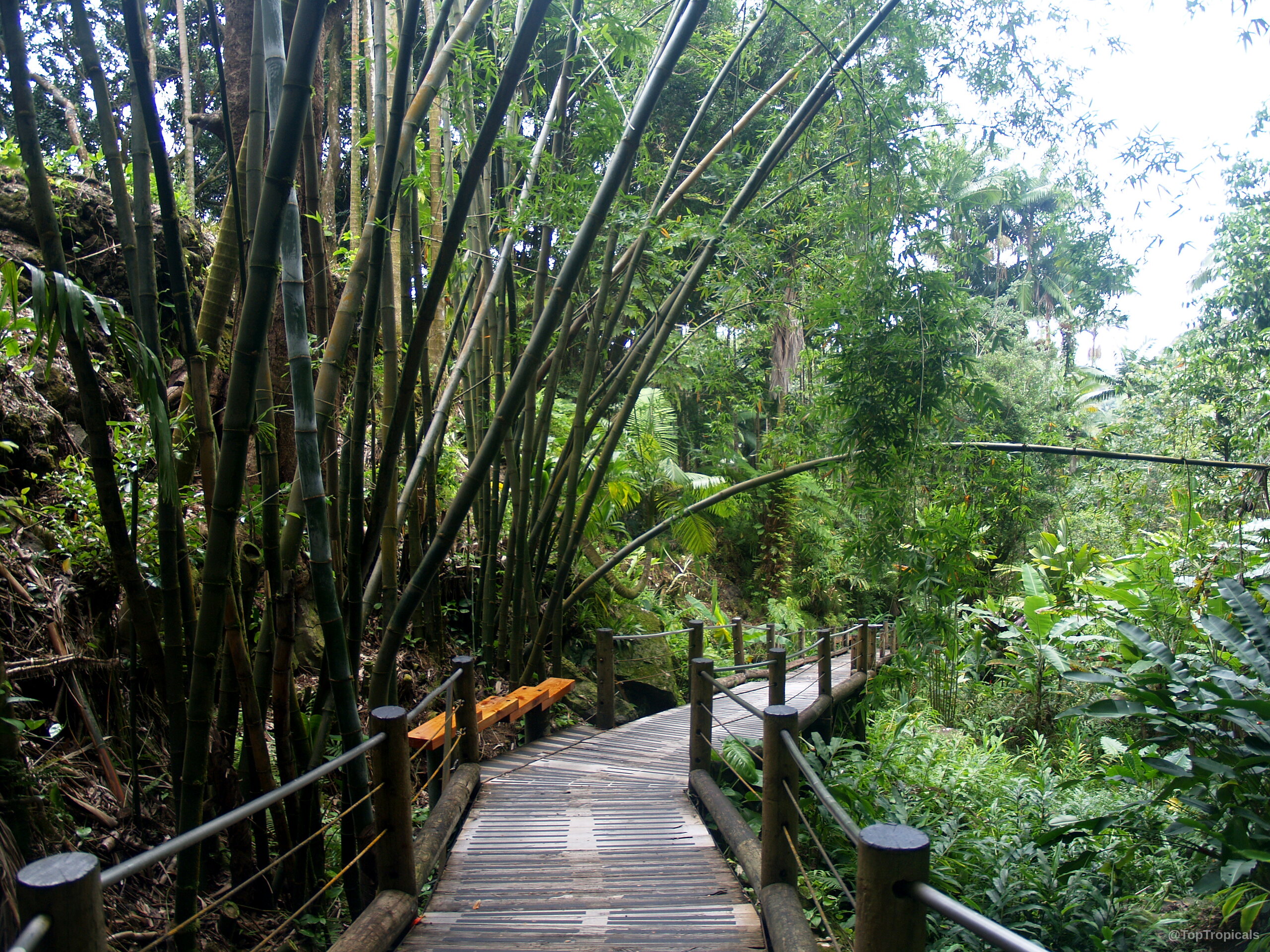 Bambusa sp. (Common bamboo) stems tower over the wooden path with many slender green leaves. Bambusa sp. (Common bamboo) tall green plant stems arching over a wooden walkway path.