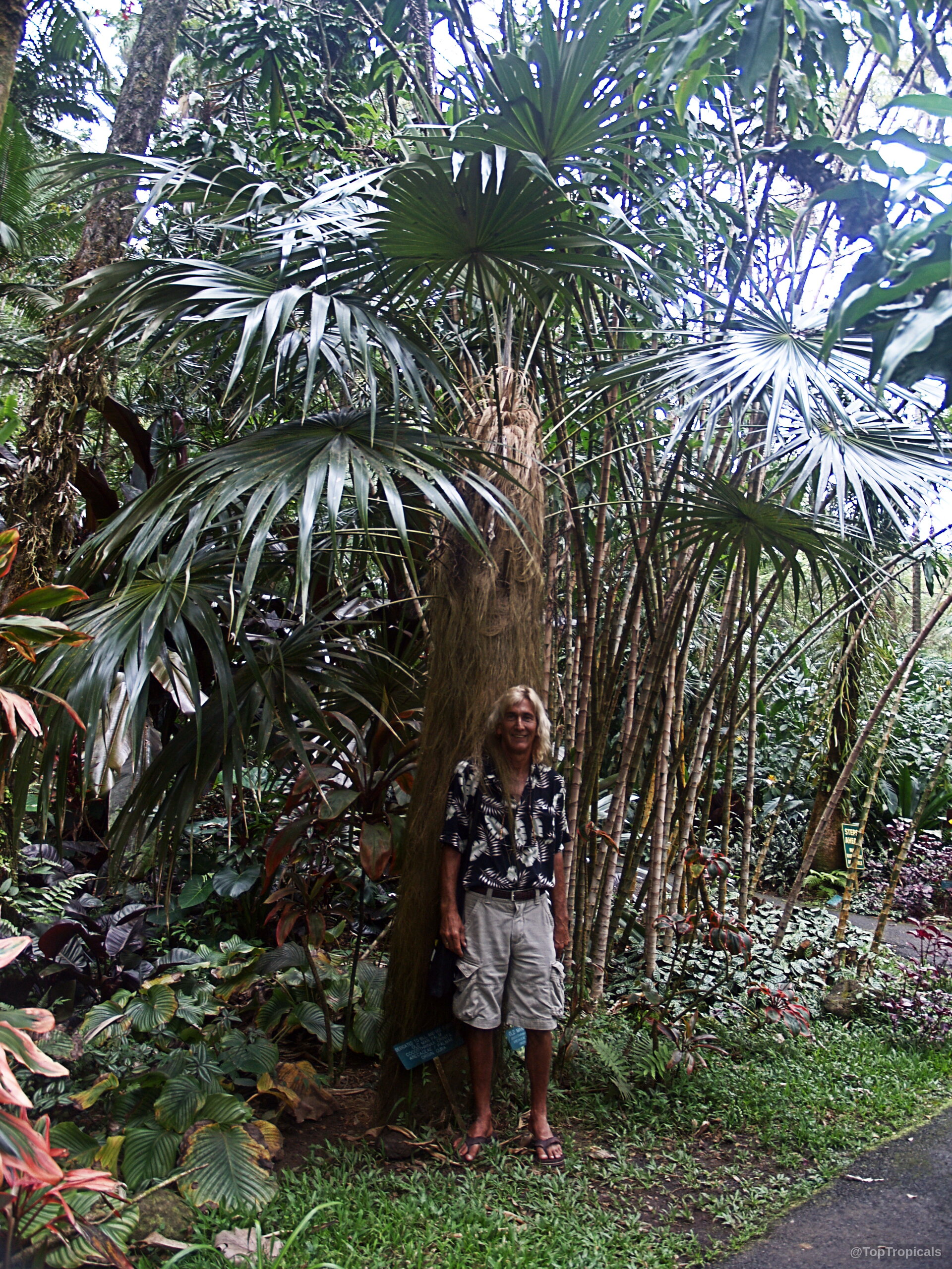 Coccothrinax crinita (Old Man Palm) standing tall with a fibrous brown trunk and wide fan leaves. Coccothrinax crinita (Old Man Palm) with fibrous brown trunk and green fan shaped leaves.
