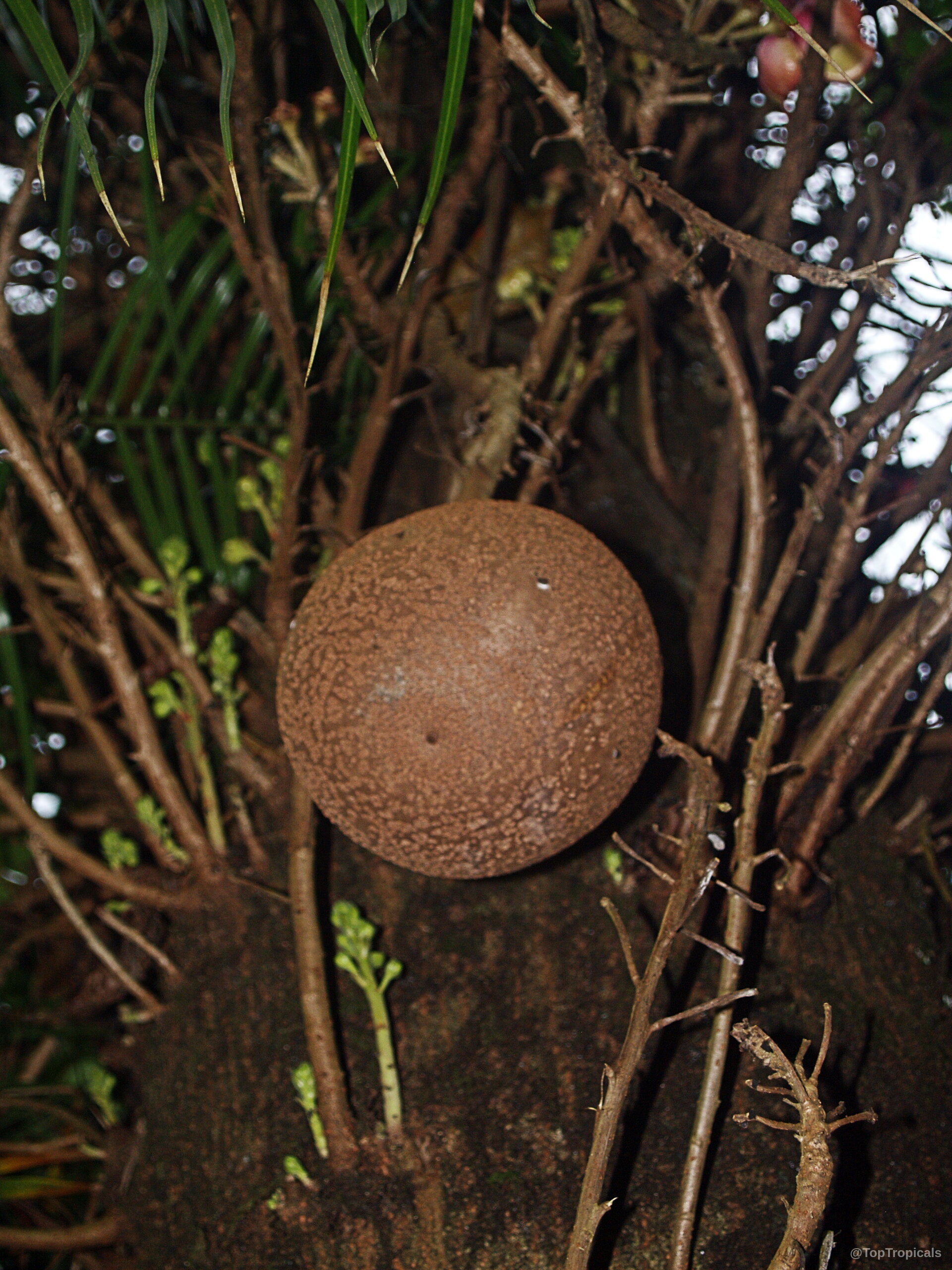 Couroupita guianensis (Cannonball Tree) fruit sphere attached to woody branch amidst thin green foliage Couroupita guianensis (Cannonball Tree) brown round fruit on branch, close up detail of plant