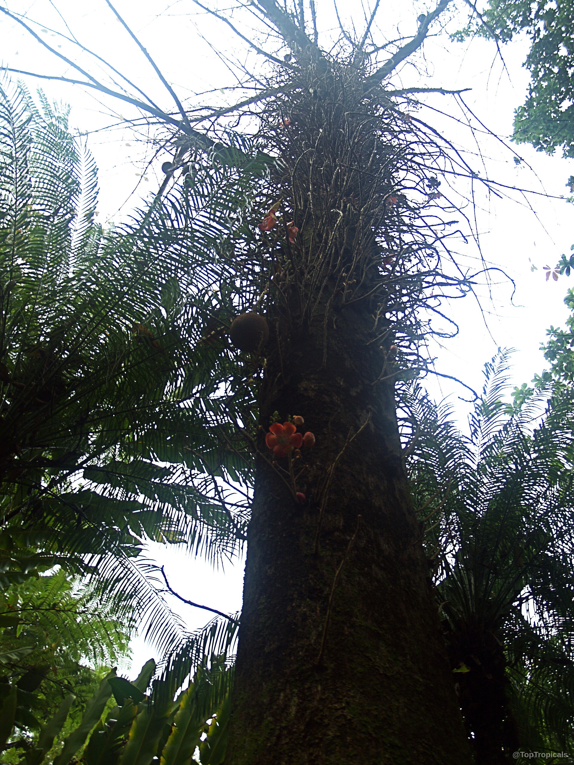 Couroupita guianensis (Cannonball Tree) showing unique fruit and pink flower on a woody brown trunk. Couroupita guianensis (Cannonball Tree) brown trunk pink flower orange fruit tree upward view