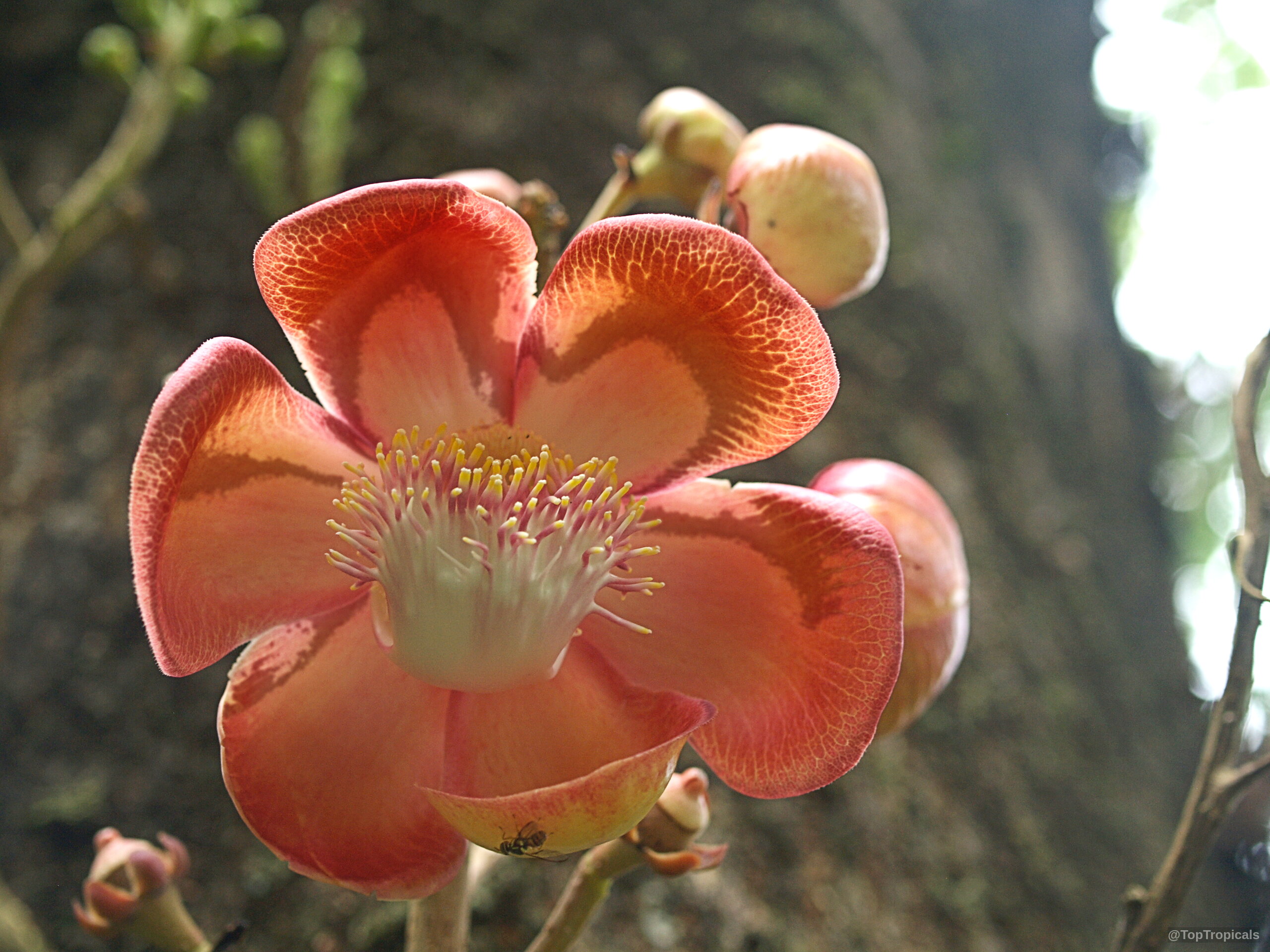 Couroupita guianensis (Cannonball Tree) flower with orange pink petals and many small yellow stamen Couroupita guianensis (Cannonball Tree) orange pink flower close up on woody stem