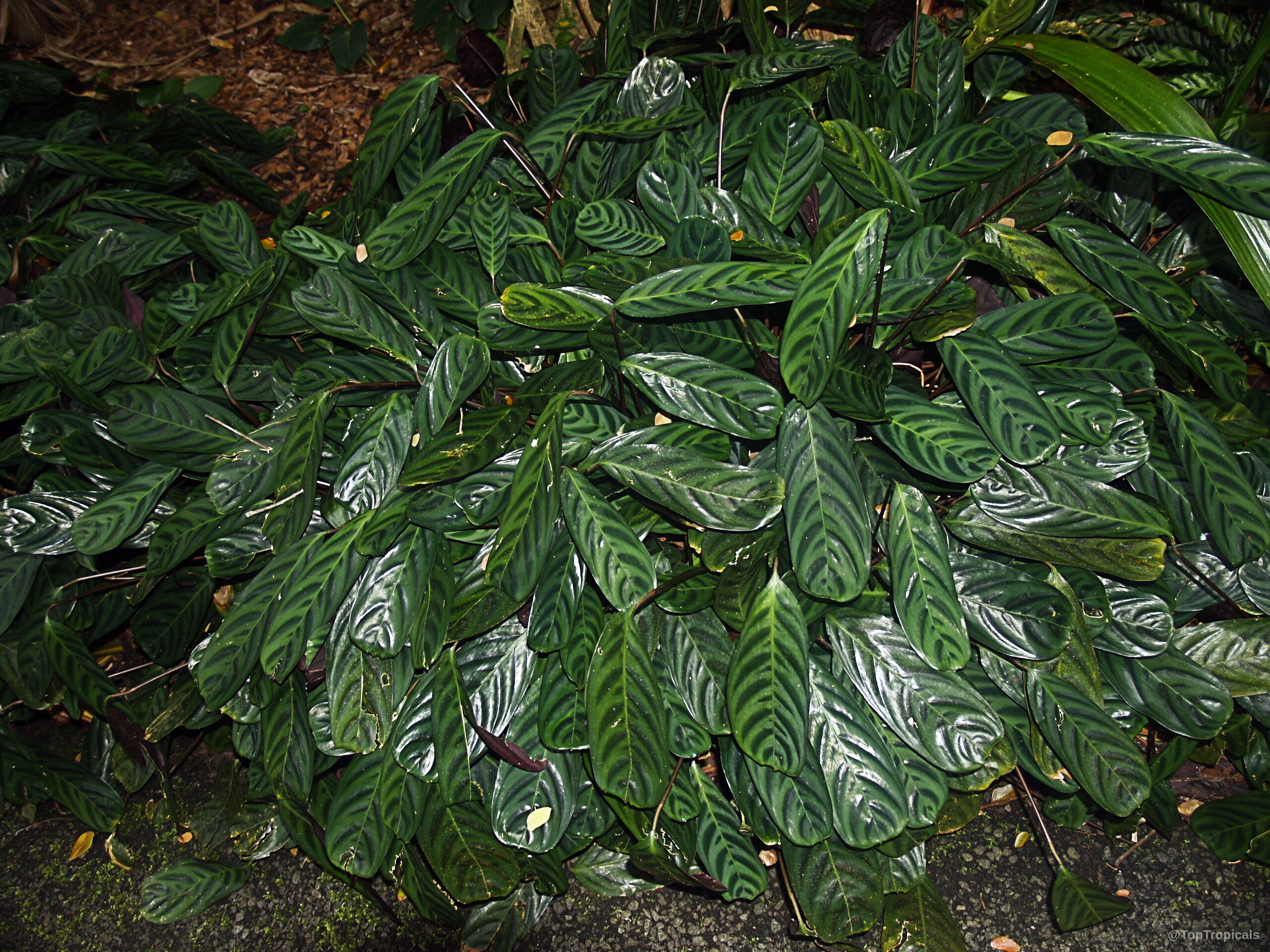 Ctenanthe sp. (Bamburanta) dense cluster of dark green oval leaves with deep striped color markings. Ctenanthe sp. (Bamburanta) dark green oval leaves plant with striped markings on the foliage.