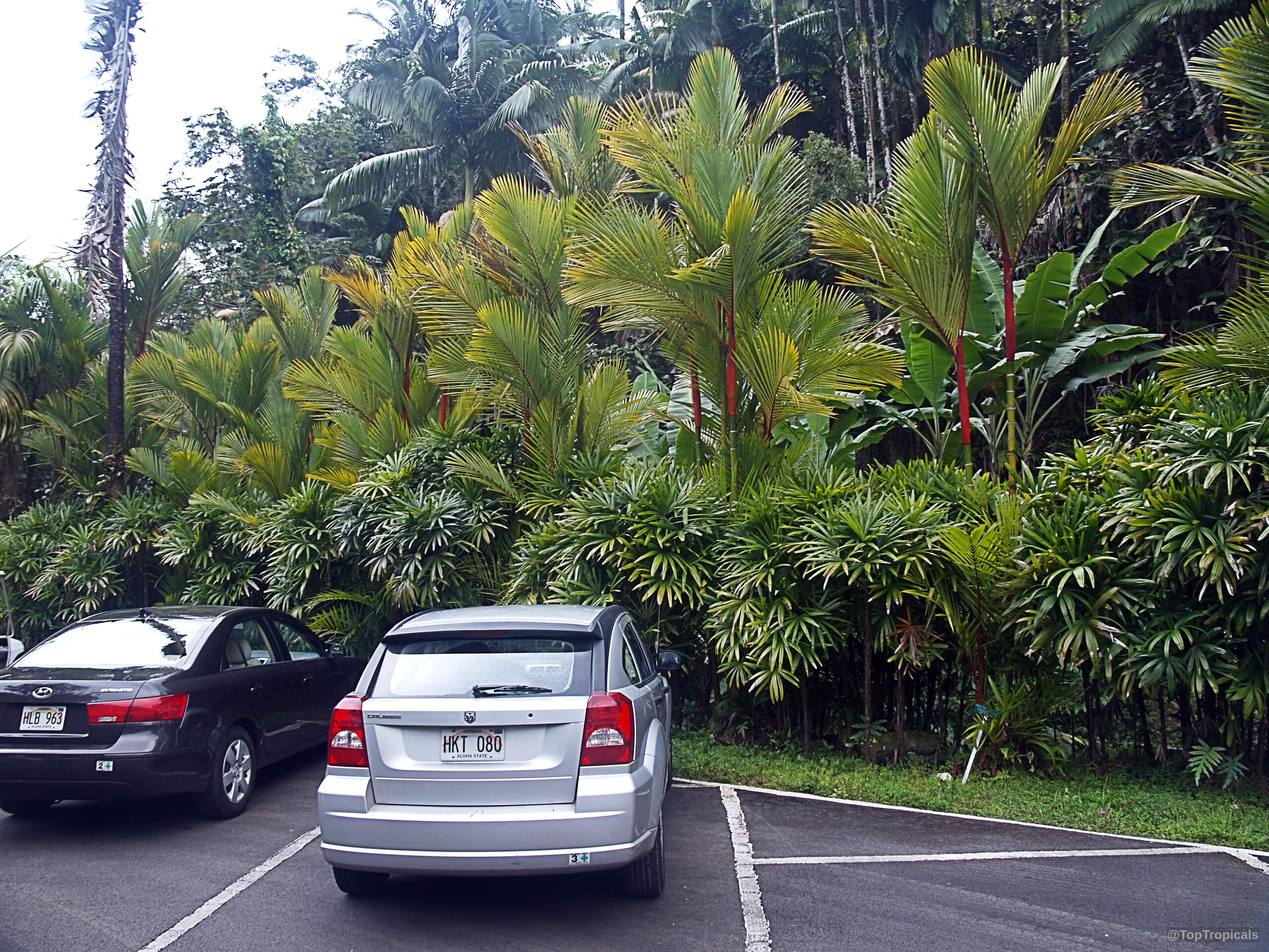 Cyrtostachys renda (Lipstick Palm) with red stems growing behind a parked silver car. Cyrtostachys renda (Lipstick Palm) with vibrant red stems and green leaves, a cluster plant.