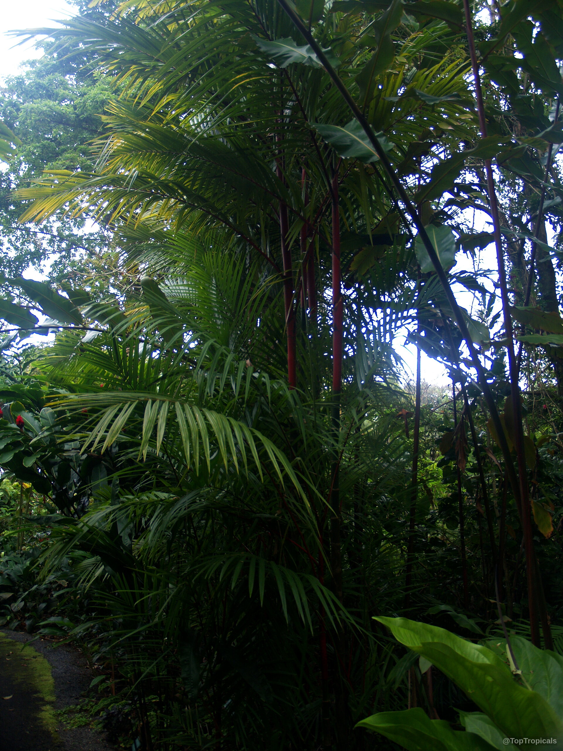 Cyrtostachys renda (Lipstick Palm) with distinctive red trunks and arching green fronds growing in clusters Cyrtostachys renda (Lipstick Palm) with vibrant red stems and long arching green plant leaves