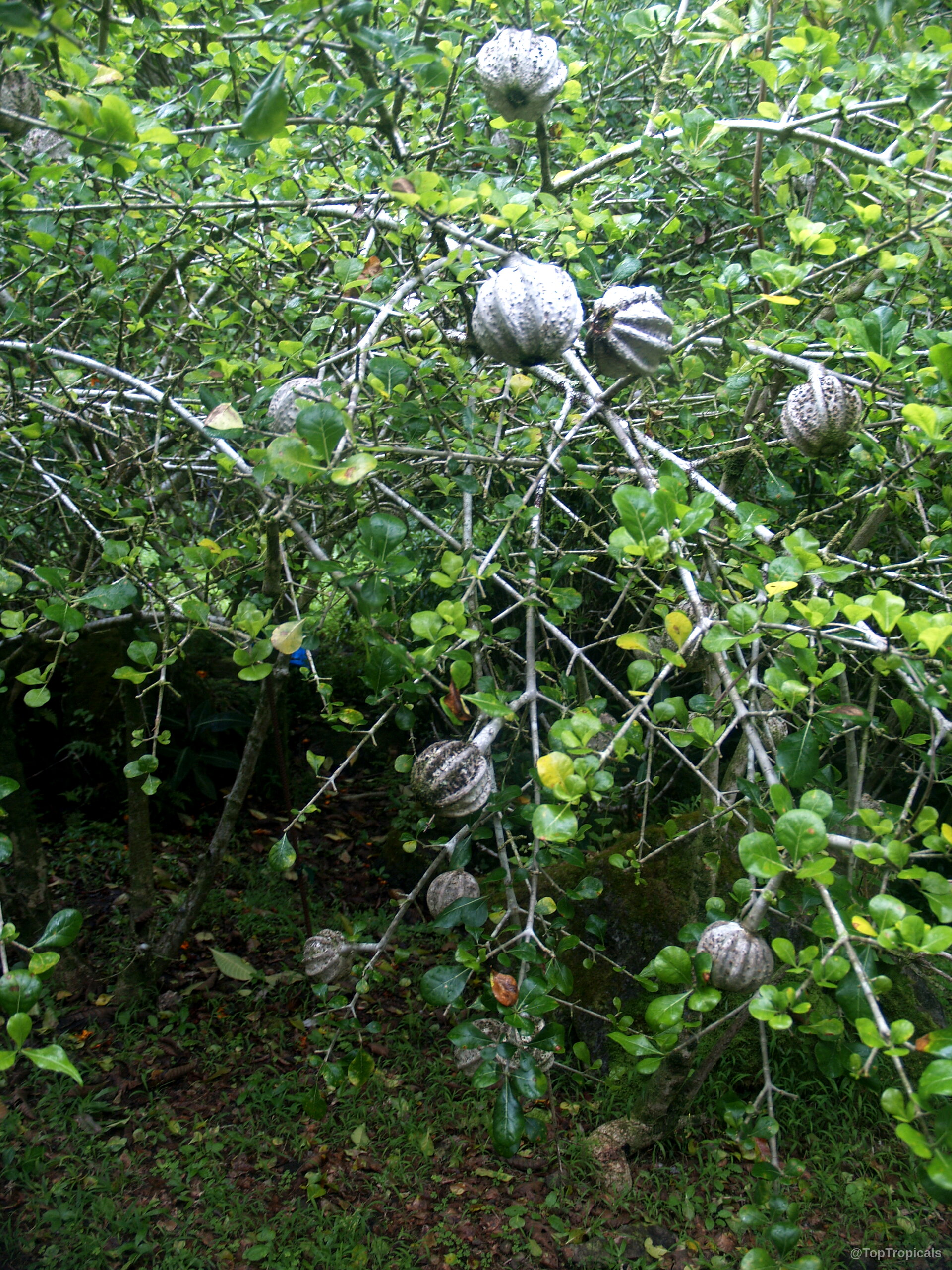 Gardenia volkensii (Transvaal Gardenia) with round grey fruit and small green leaves on slender branches. Gardenia volkensii (Transvaal Gardenia) with grey round fruit and green leaves on tree branches