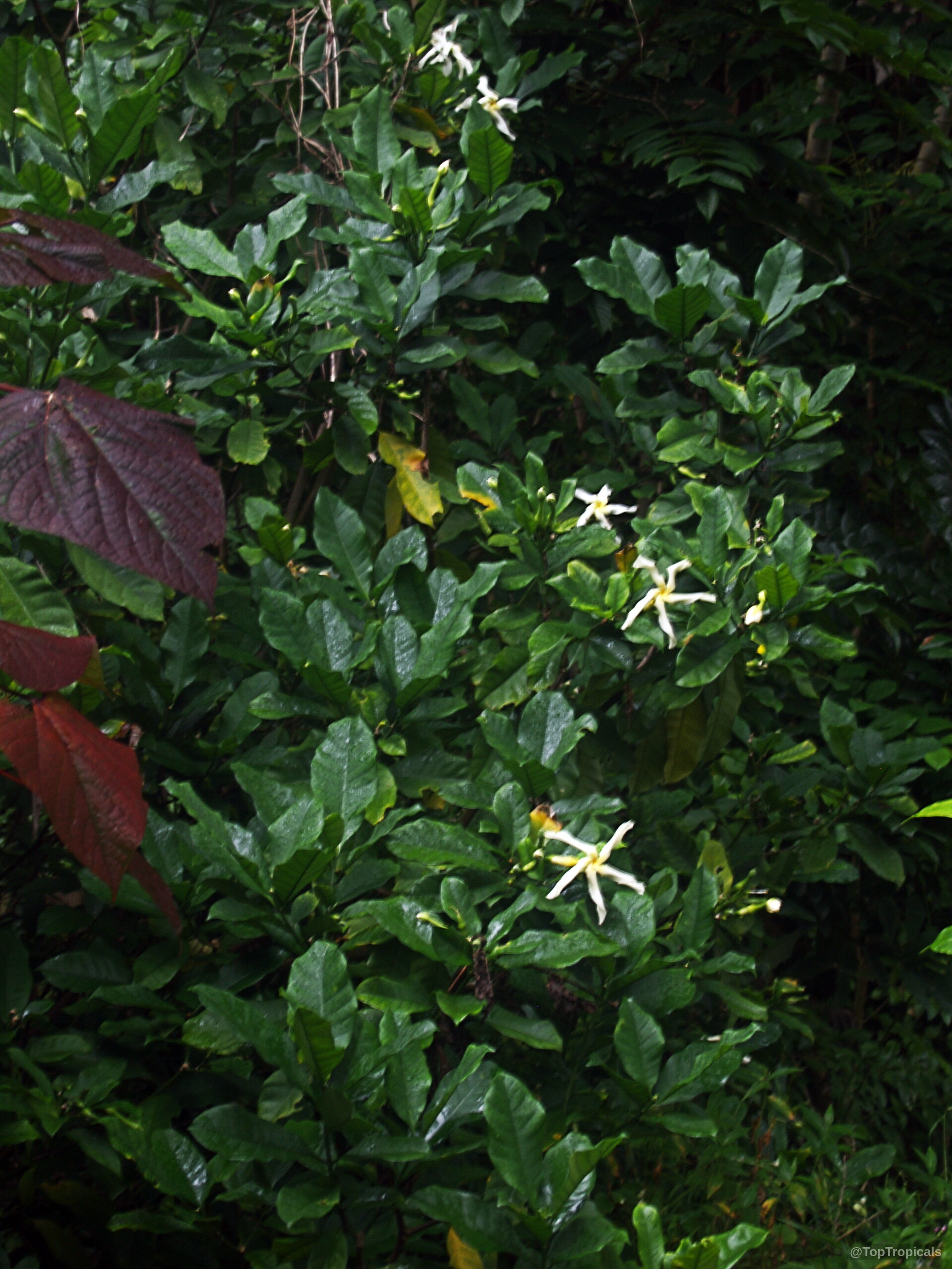 Gardenia volkensii (Transvaal Gardenia) with white star-shaped flowers and thick green waxy leaves Gardenia volkensii (Transvaal Gardenia) white flower on a green leafy shrub branch