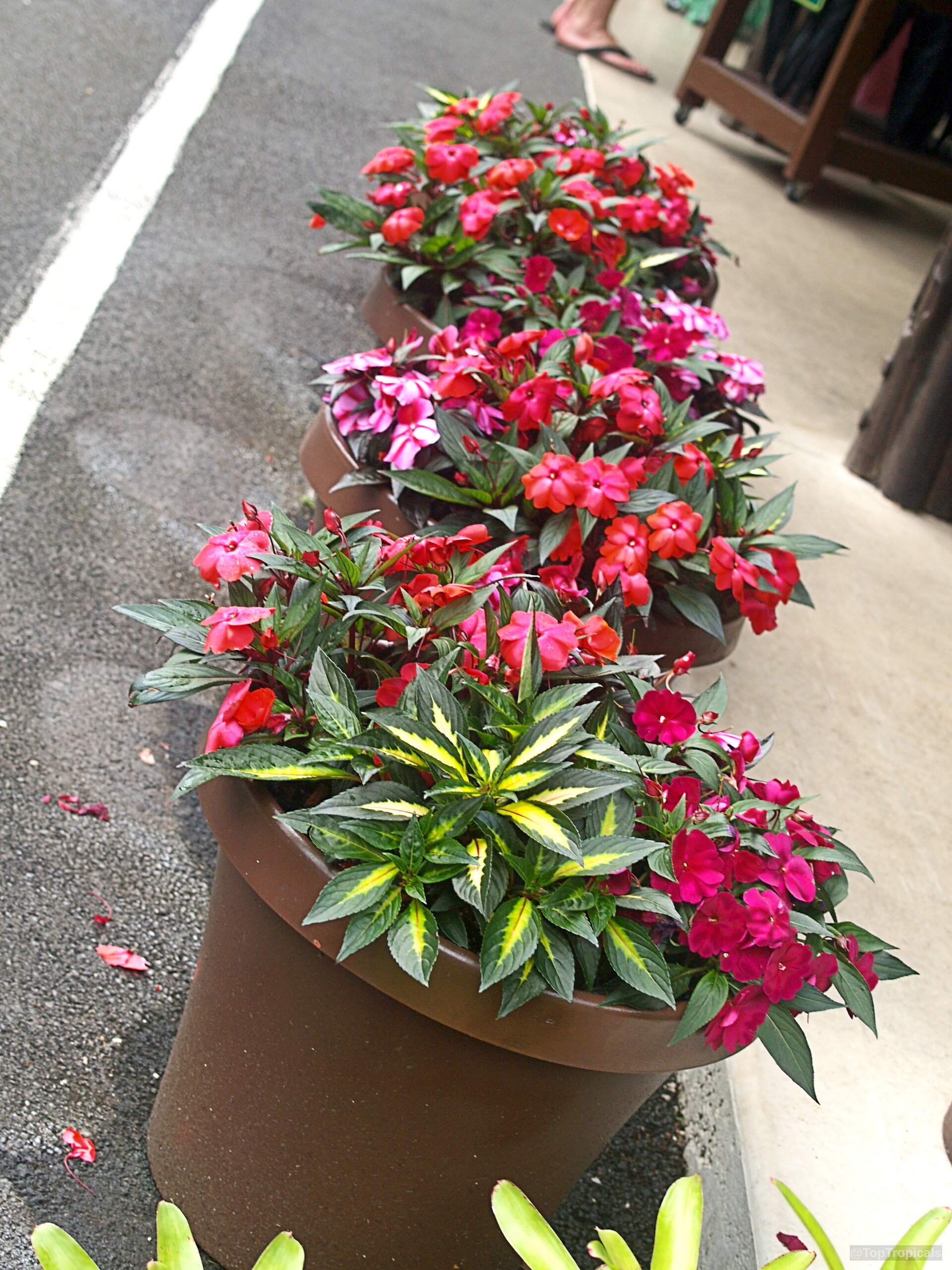 Impatiens x hawkeri (New Guinea Impatiens) in brown pots filled with vibrant red flowers. Impatiens x hawkeri (New Guinea Impatiens) plant with red flowers and dark green foliage.
