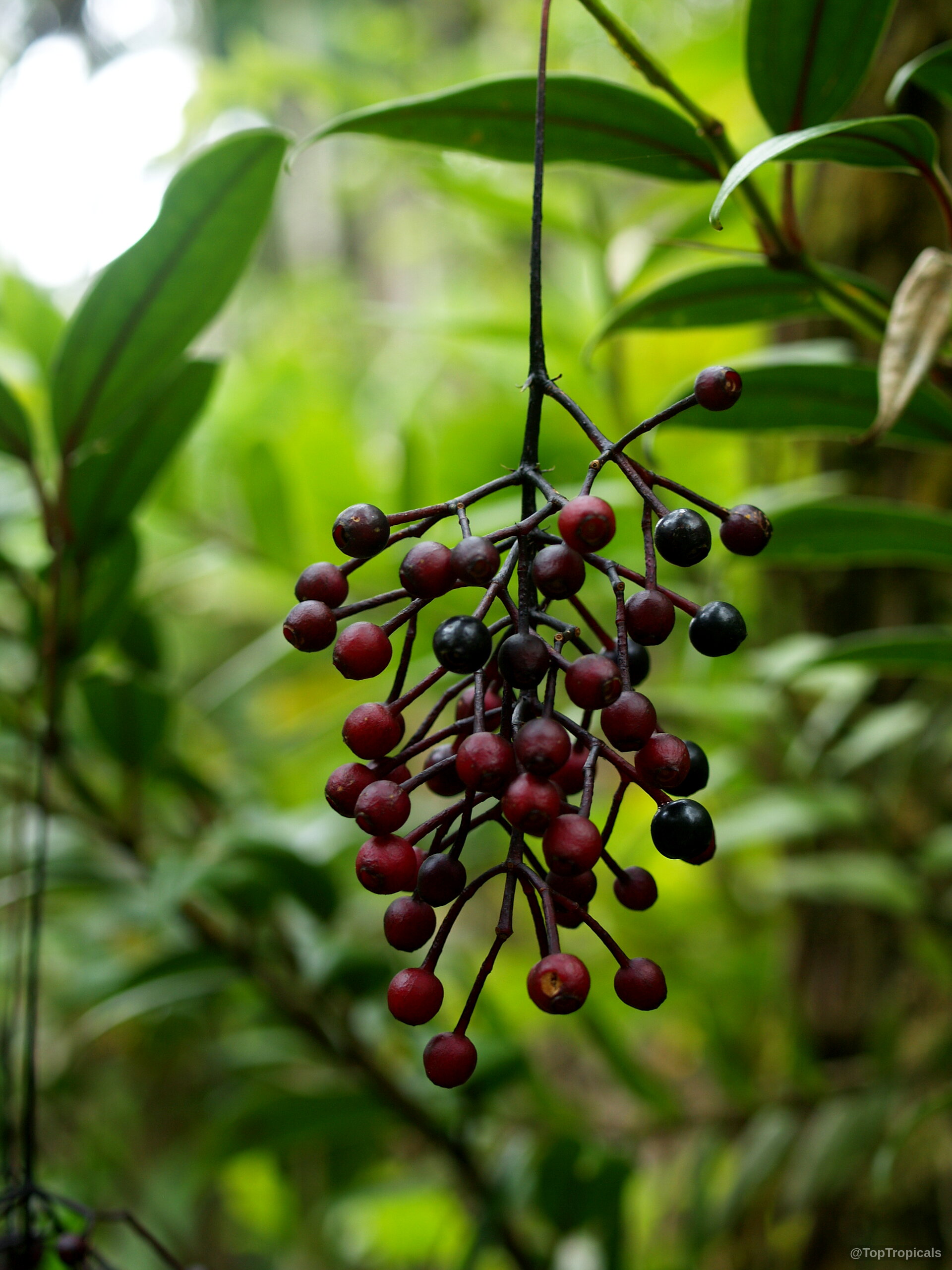 Medinilla alata (Medinilla) with clusters of round purple and red fruit suspended from thin stems. Medinilla alata (Medinilla) with purple and red fruit hanging from thin stems, close up.