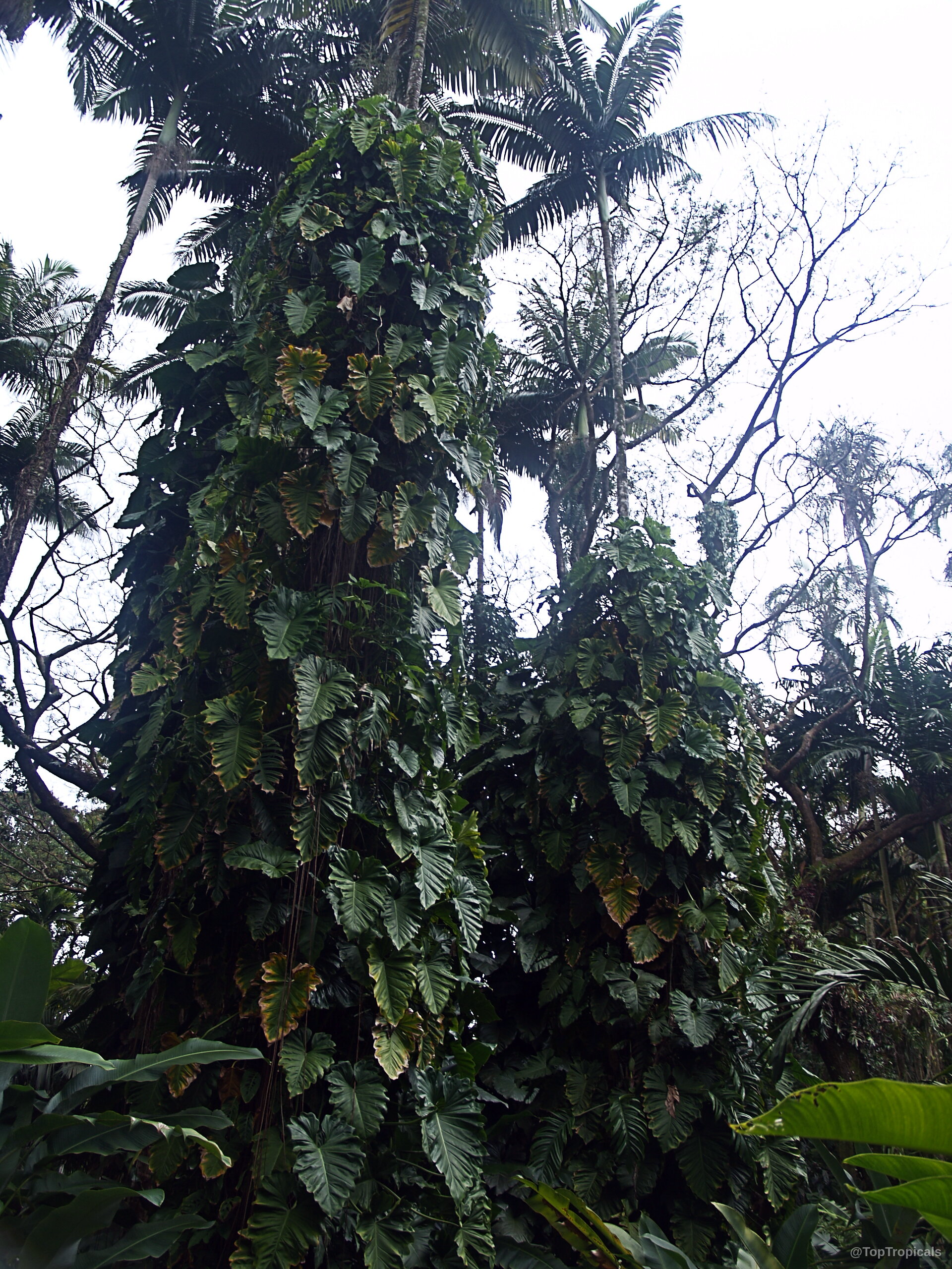 Philodendron sp. (Guacamayo) vine with large green heart-shaped leaves scaling a tall slender palm tree. Philodendron sp. (Guacamayo) tall vine with large green leaves climbing up a thick tree trunk.