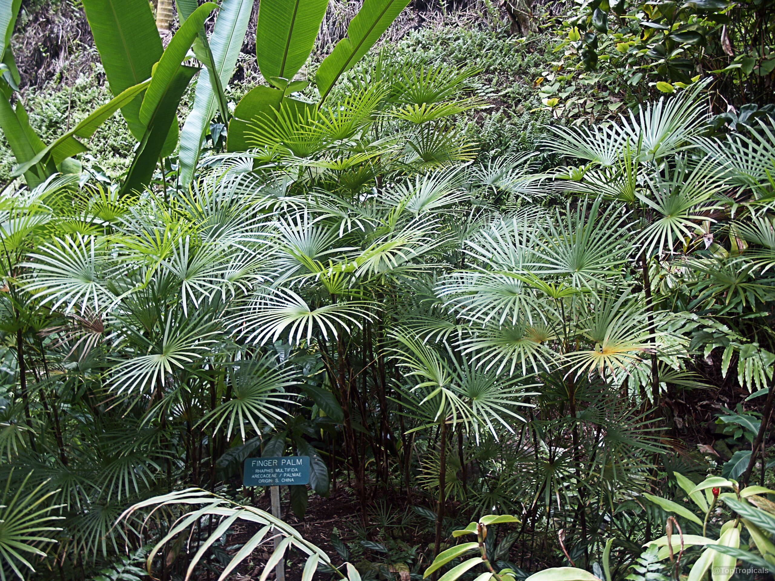 Rhapis multifida (Finger Palm) with slender stems and thin, fanned leaves extending from center Rhapis multifida (Finger Palm) plant with green, fan-shaped leaves spreading in a cluster