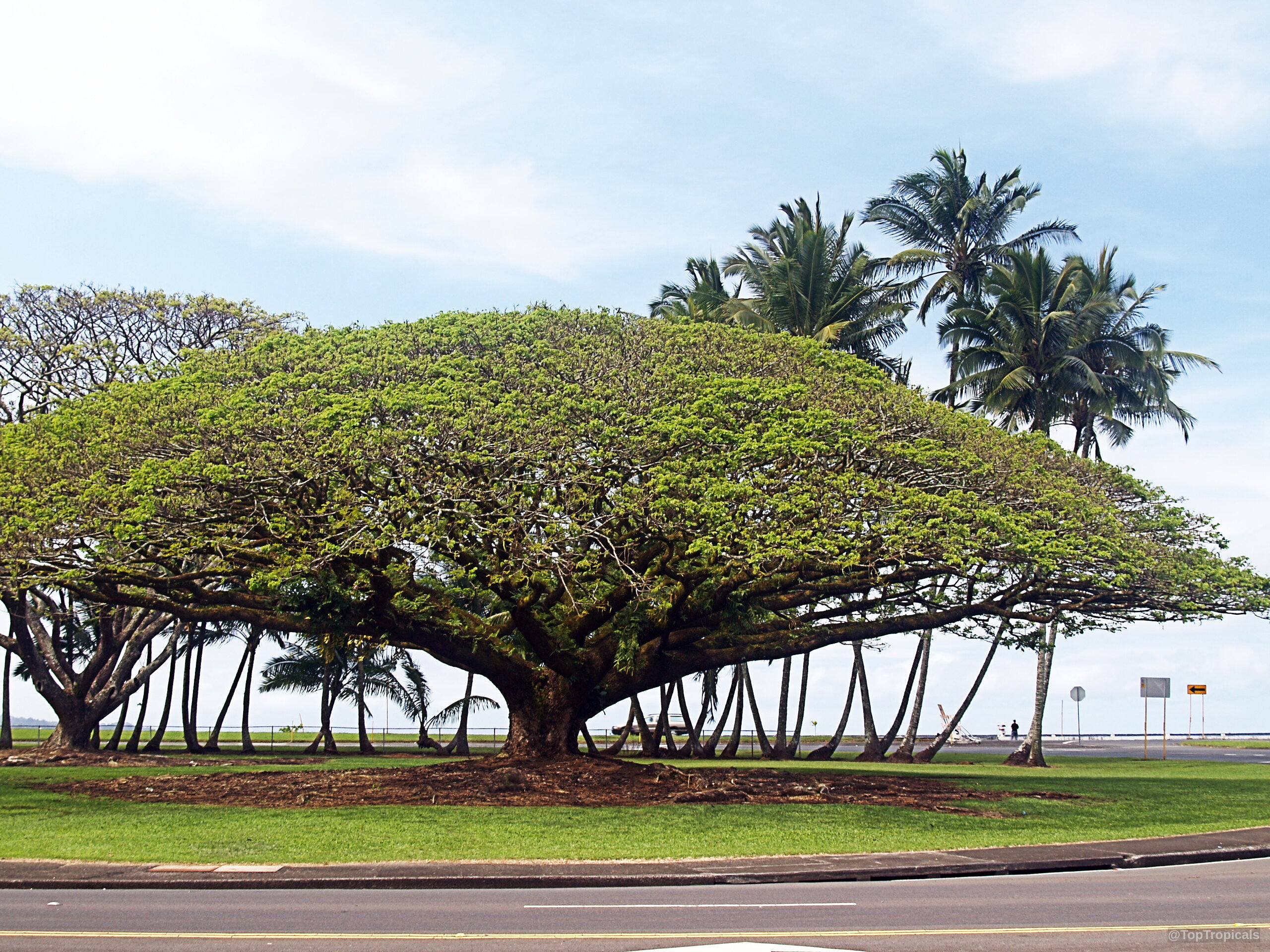 Samanea saman (Monkeypod) tree with wide spreading canopy, casting shade over surrounding ground area. Samanea saman (Monkeypod) tree with massive spreading green canopy and dark brown thick trunk.