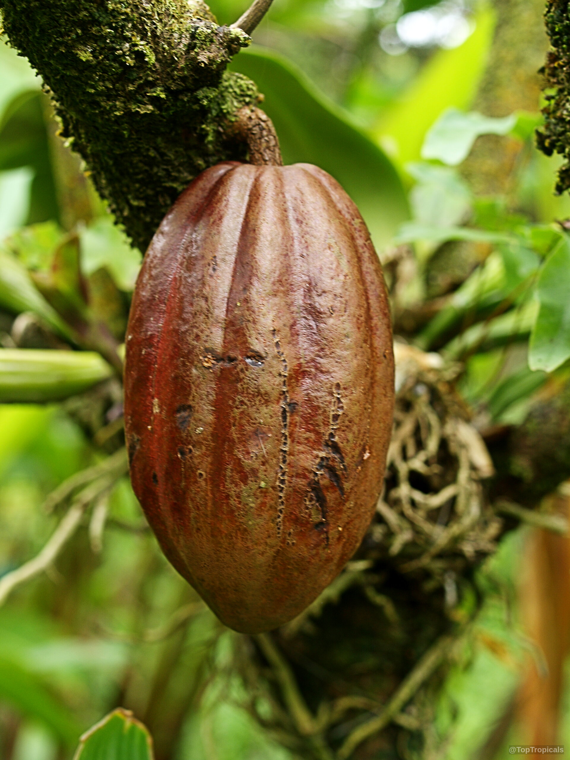 Theobroma cacao (Chocolate Tree) with a single mature brown ribbed fruit hanging from a branch. Theobroma cacao (Chocolate Tree) close up of a ribbed brown fruit hanging on branch
