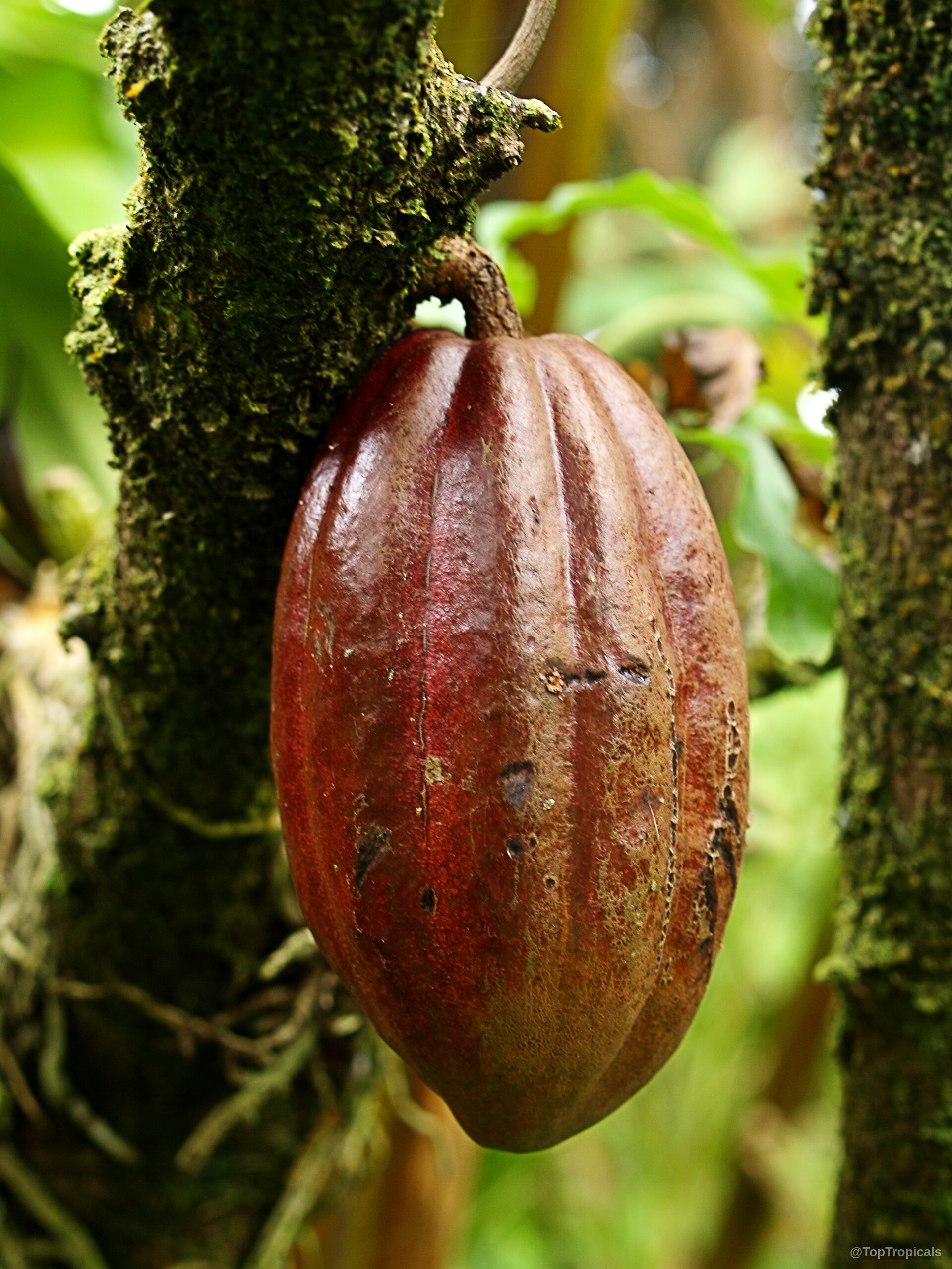 Theobroma cacao (Chocolate Tree) oval fruit hanging from the textured bark of the woody trunk. Theobroma cacao (Chocolate Tree) dark red fruit hangs from a textured branch close up.