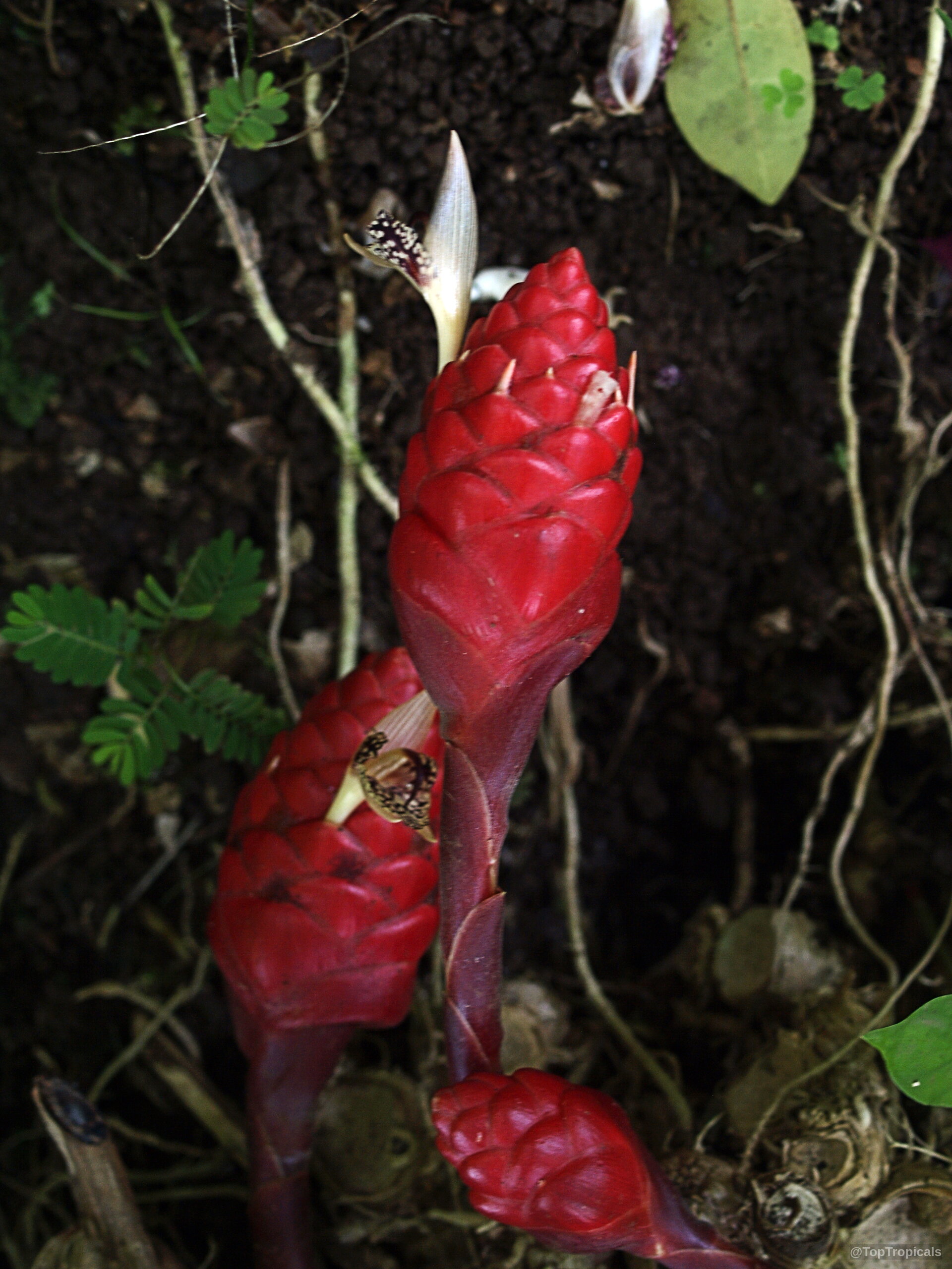 Zingiber newmanii (Red Frogs Ginger) with upright red cone-shaped bracts growing from the dark soil Zingiber newmanii (Red Frogs Ginger) with red bracts on a close up flower stalk