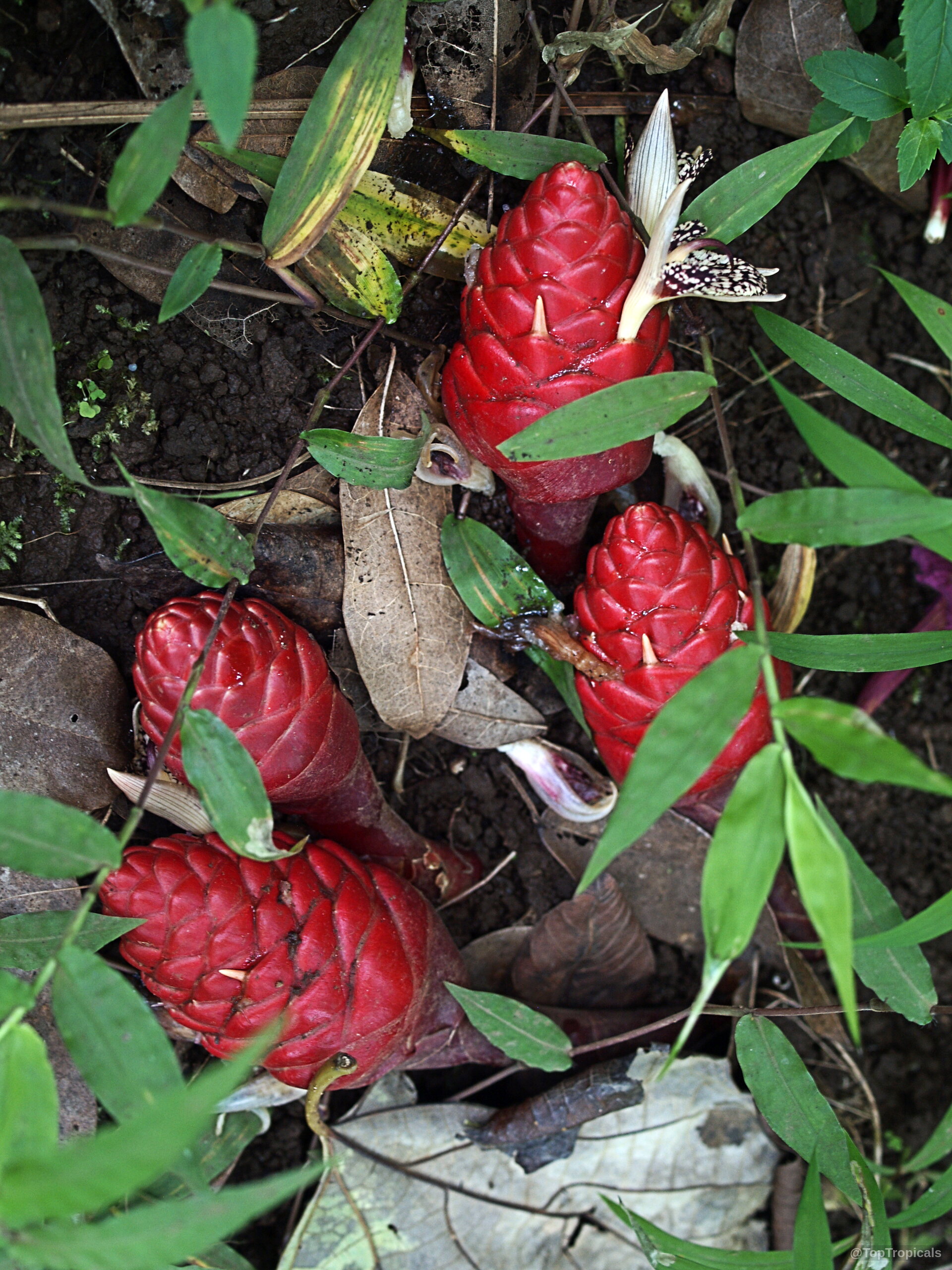 Zingiber newmanii (Red Frogs Ginger) with bold red cone-shaped flowers nestled among green pointed leaves. Zingiber newmanii (Red Frogs Ginger) with striking red cone-shaped flower structures and green narrow leaves.