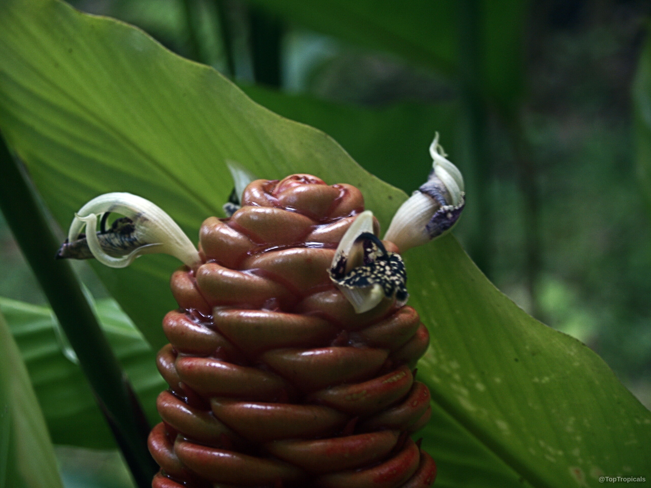 Zingiber spectabile (Beehive Ginger) orange brown bracts with white petals emerging from the sides. Zingiber spectabile (Beehive Ginger) brown flower close up with small white petals and markings.