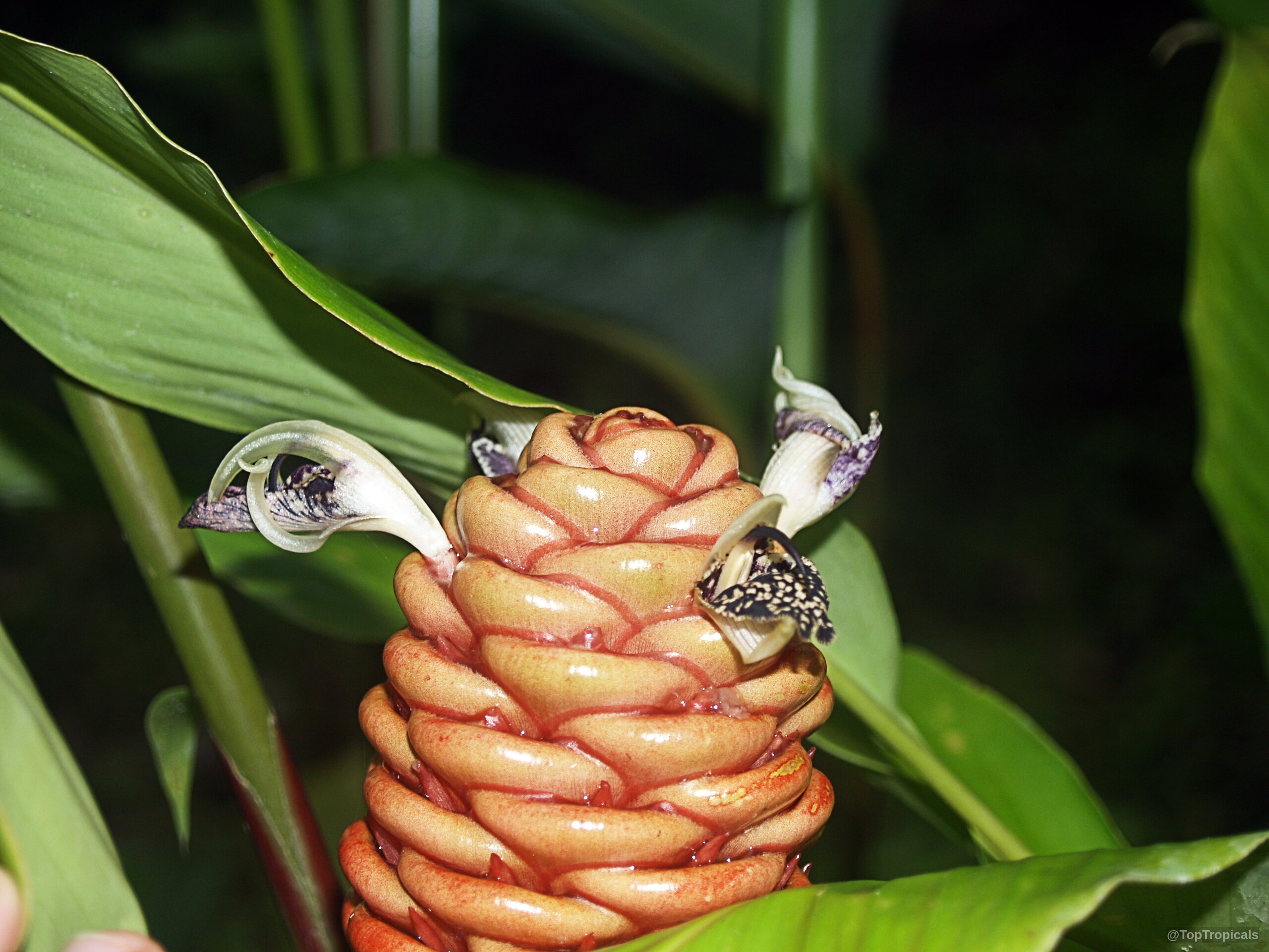Zingiber spectabile (Beehive Ginger) cone-shaped orange flower with purple petals emerging from bracts Zingiber spectabile (Beehive Ginger) orange cone flower with purple petal close up