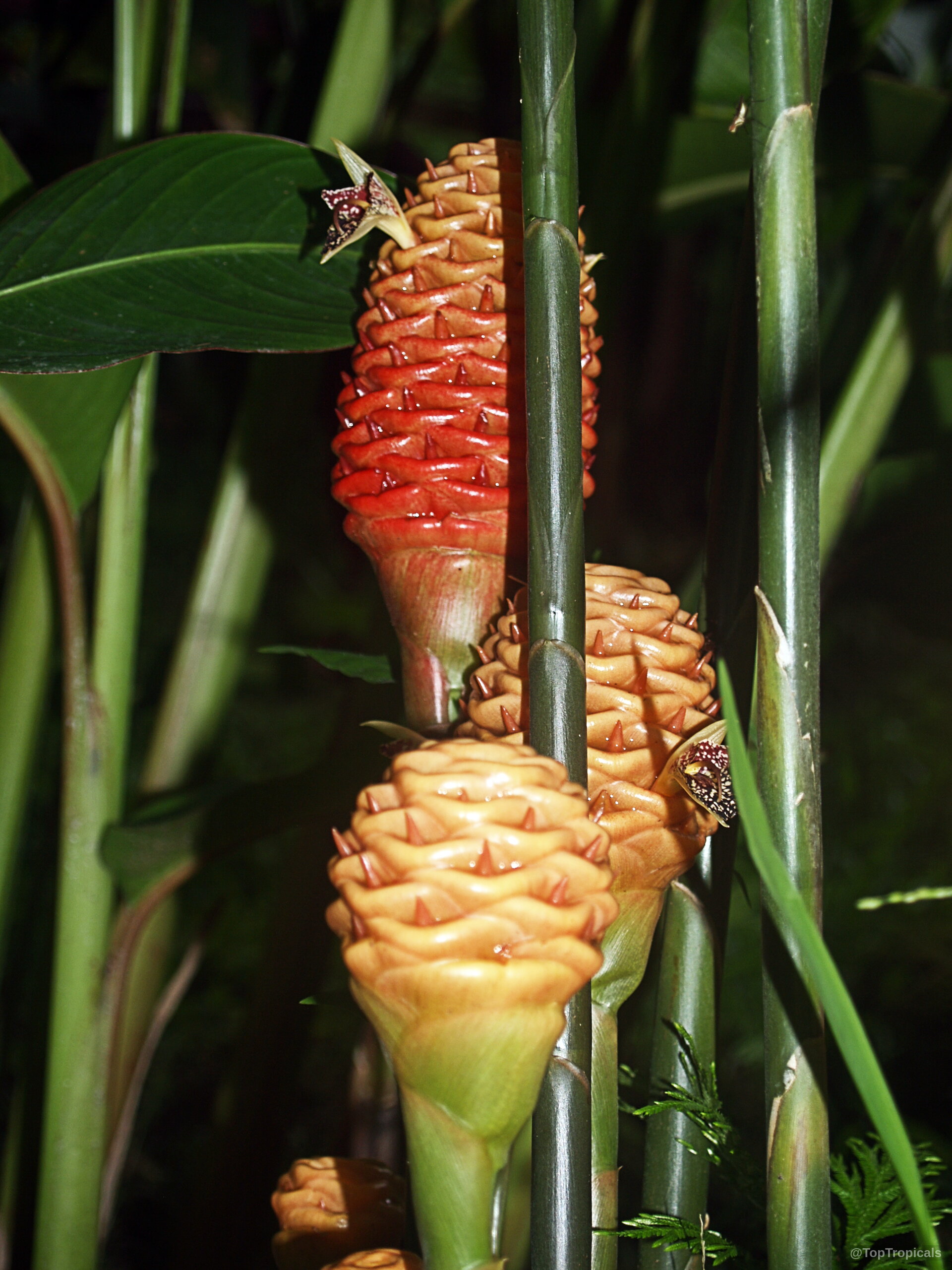 Zingiber spectabile (Beehive Ginger) orange flower rising on tall stems with deep green foliage. Zingiber spectabile (Beehive Ginger) orange flower close up on upright stems among green leaves.