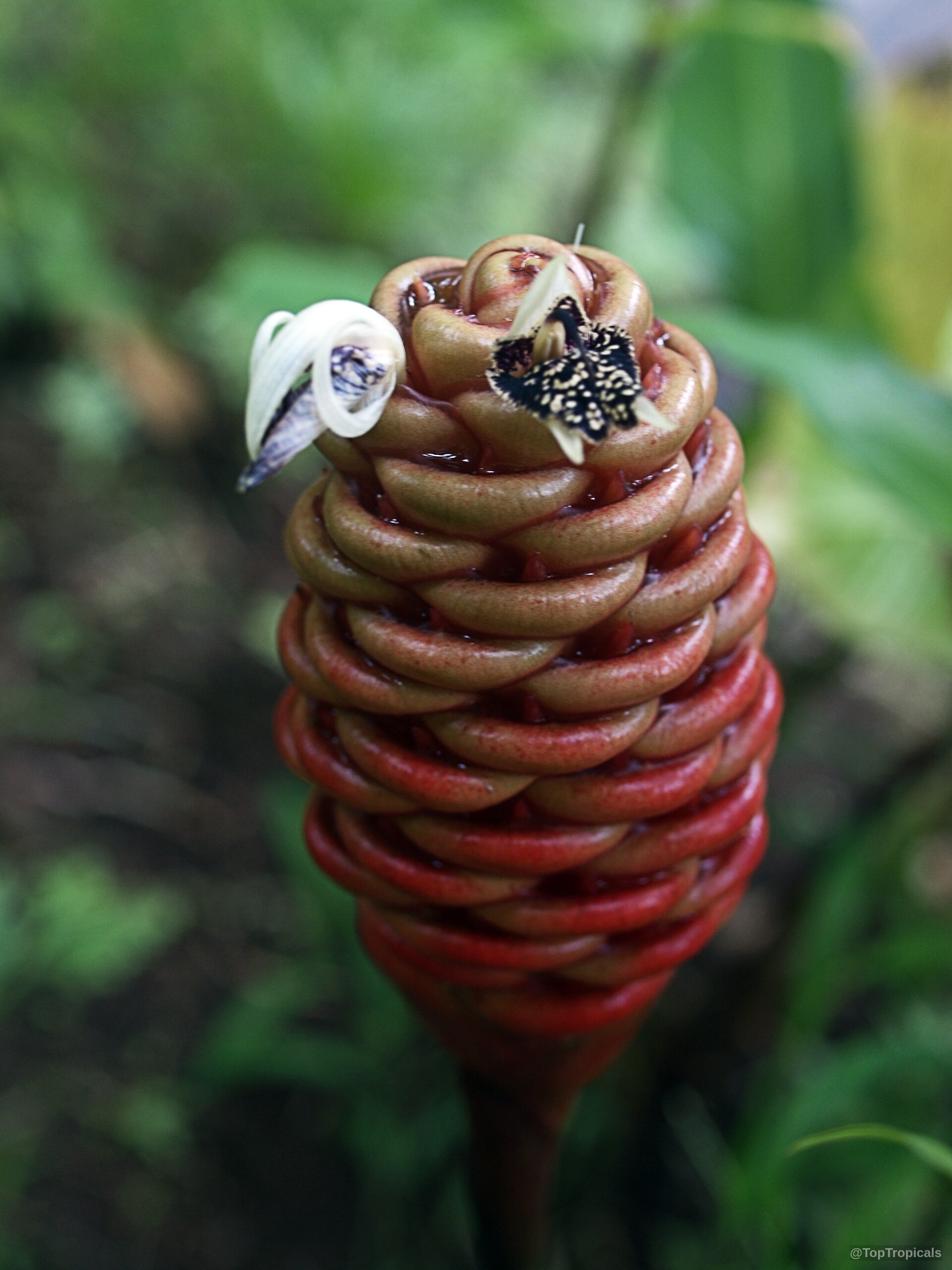 Zingiber spectabile (Beehive Ginger) with a cone-shaped flower emerging from red and golden bracts. Zingiber spectabile (Beehive Ginger) red flower, close up of the layered waxy bracts.