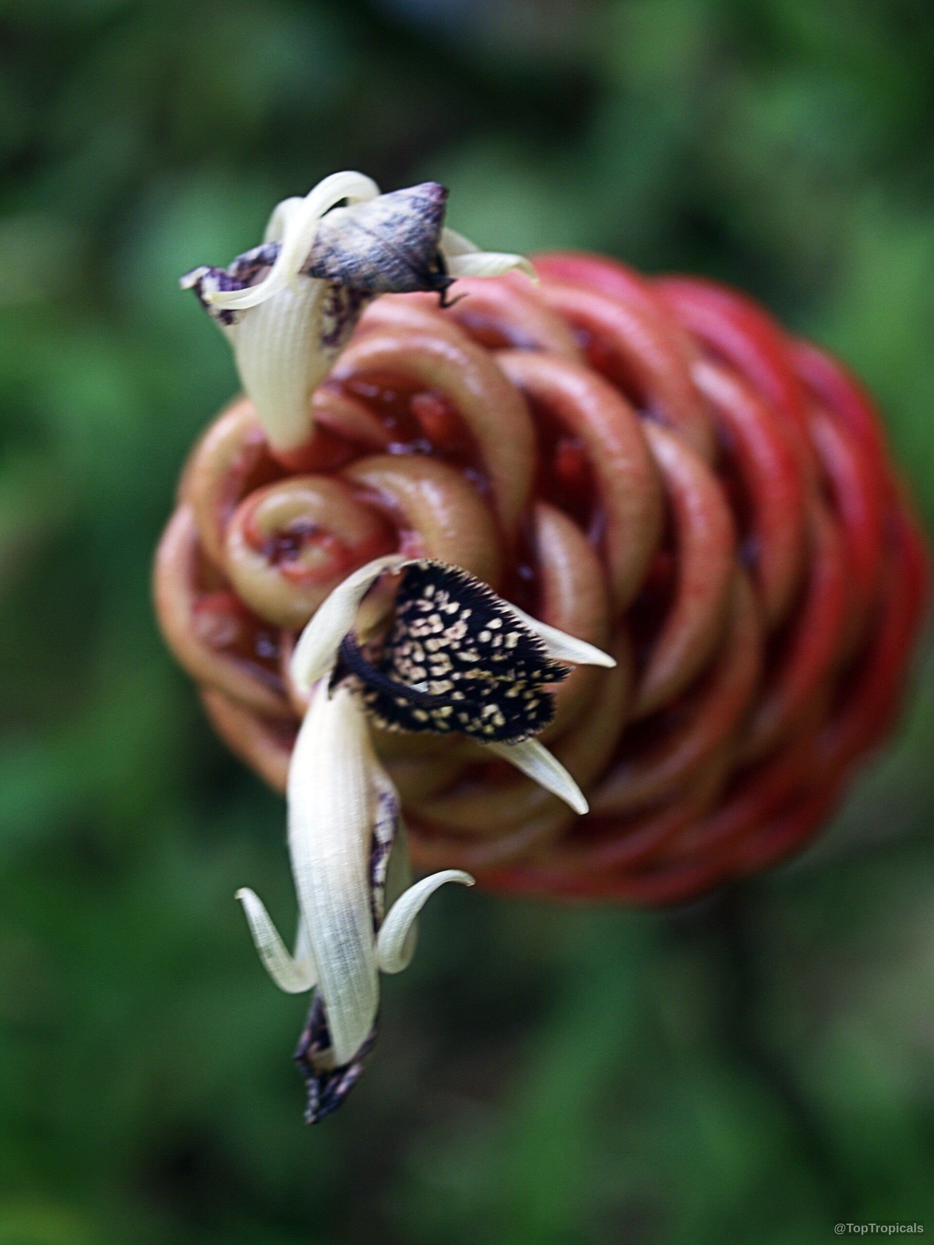 Zingiber spectabile (Beehive Ginger) with a red conical flower head and small delicate white petals emerging. Zingiber spectabile (Beehive Ginger) red flower, close up view of layered overlapping bracts and white petals.