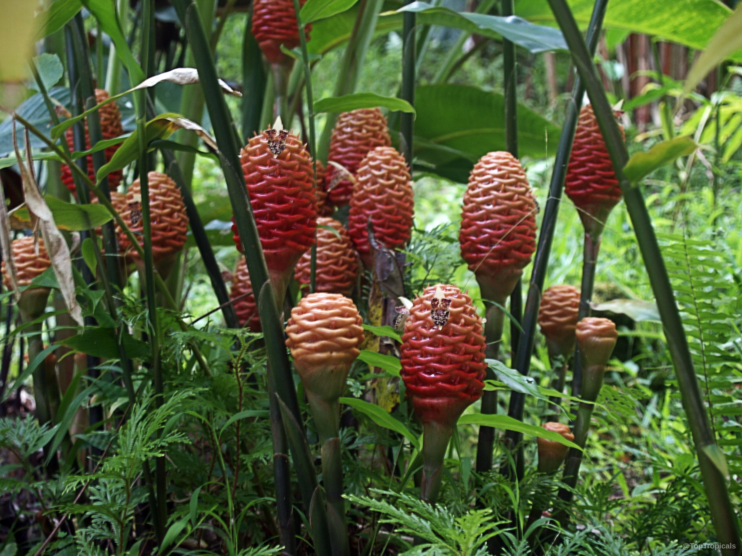 Zingiber spectabile (Beehive Ginger) with layered red flower stalks rising above thick green foliage Zingiber spectabile (Beehive Ginger) red flower stalks with thick green leaves surrounding them