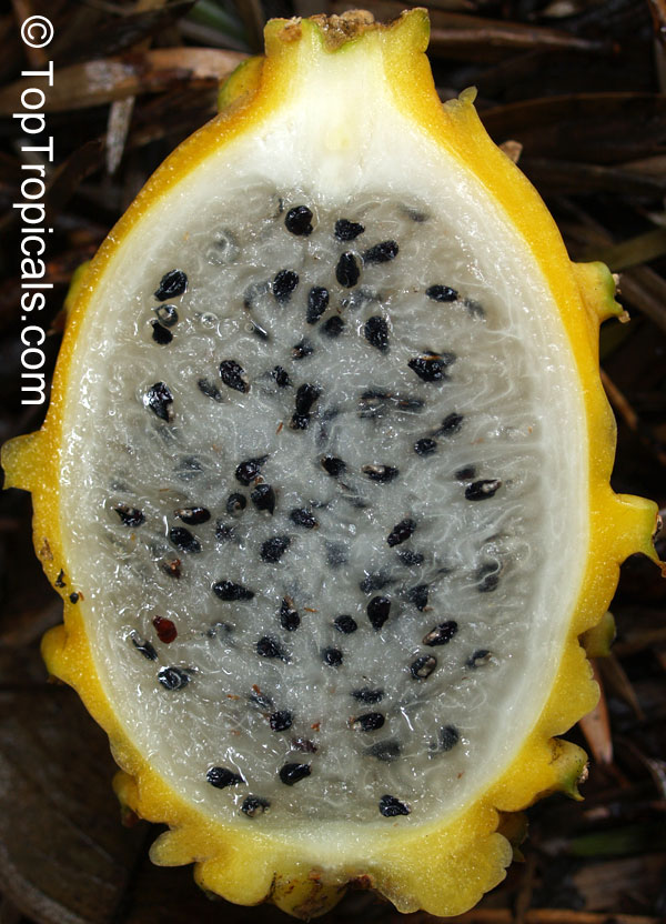 Selenicereus megalanthus, Pitaya, Pitahaya, Dragon Fruit, Strawberry Pear