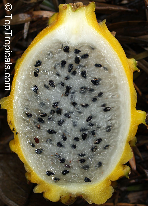 Gold Dragon Fruit