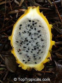 Selenicereus megalanthus, Pitaya, Pitahaya, Dragon Fruit, Strawberry Pear

Click to see full-size image