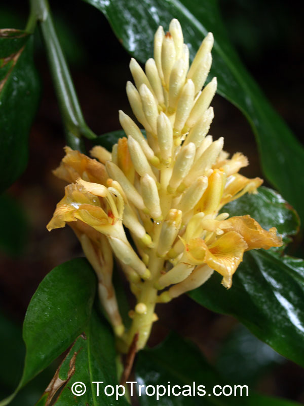 Alpinia argentea, Yellow Ginger Lily 