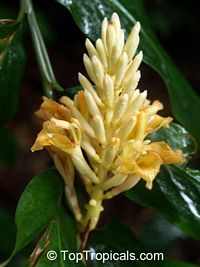 Alpinia argentea, Yellow Ginger Lily 

Click to see full-size image