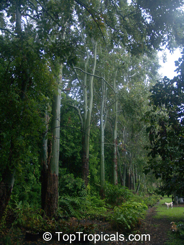 Corymbia torelliana, Eucalyptus torelliana, Cadaga, Cadaghi, Gumtree, Torell's Eucalyptus