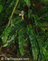 Alpinia rugosa, Evergreen Broadleaf Ginger

Click to see full-size image