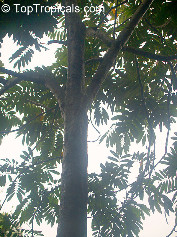 Canarium odontophyllum, Dabai