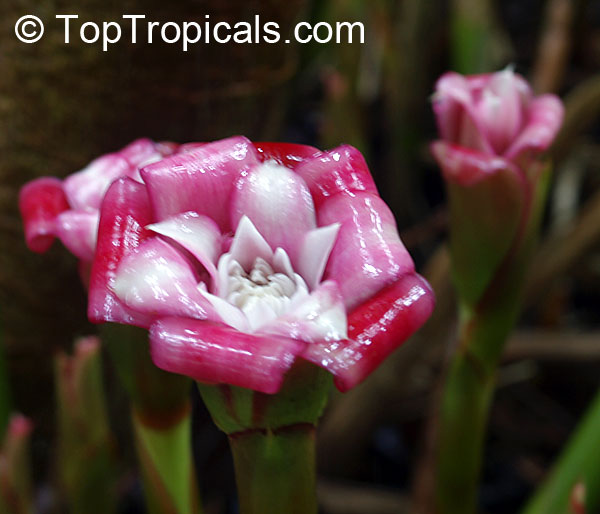 Etlingera venusta, Malay Rose