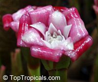 Etlingera venusta, Malay Rose

Click to see full-size image