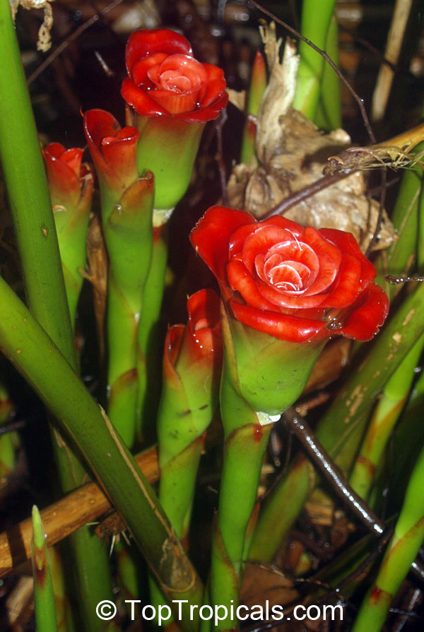 Etlingera corneri, Rose of Siam