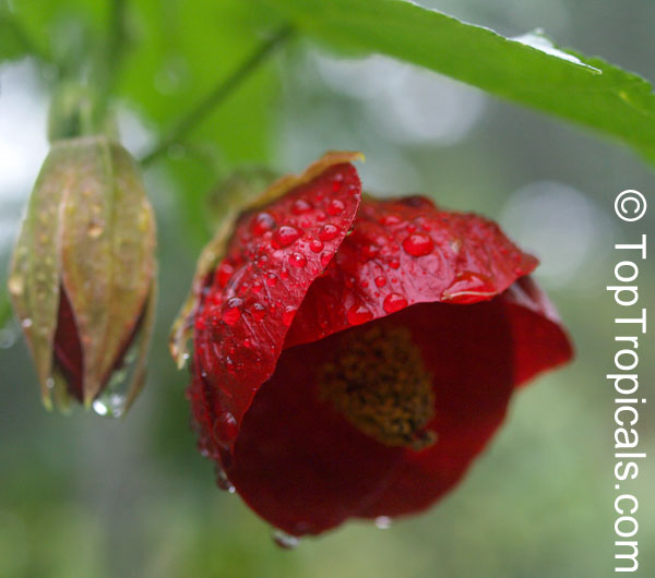 Abutilon x hybridum, Flowering Maple, Weeping Maple,Chinese Lantern