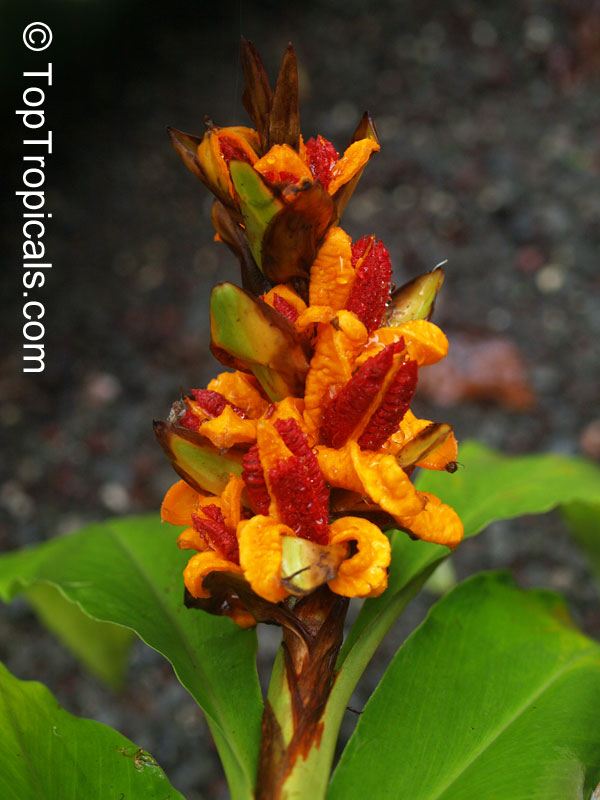 Hedychium sp., Ginger Lily. Hedychium muluense