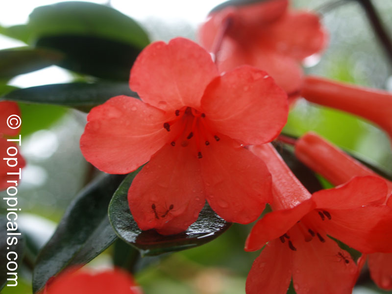 Rhododendron laetum , Vireya Rhododendron