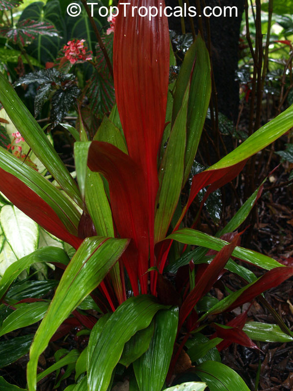 Pitcairnia sanguinea, Bromeliad